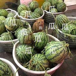 娱乐吃瓜壁纸高清,捕捉娱乐圈瞬间精彩